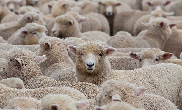 Россельхознадзор: Ответственность за здоровье сельскохозяйственных животных несут их владельцы