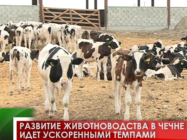 Развитие животноводства в Чечне идет ускоренными темпами