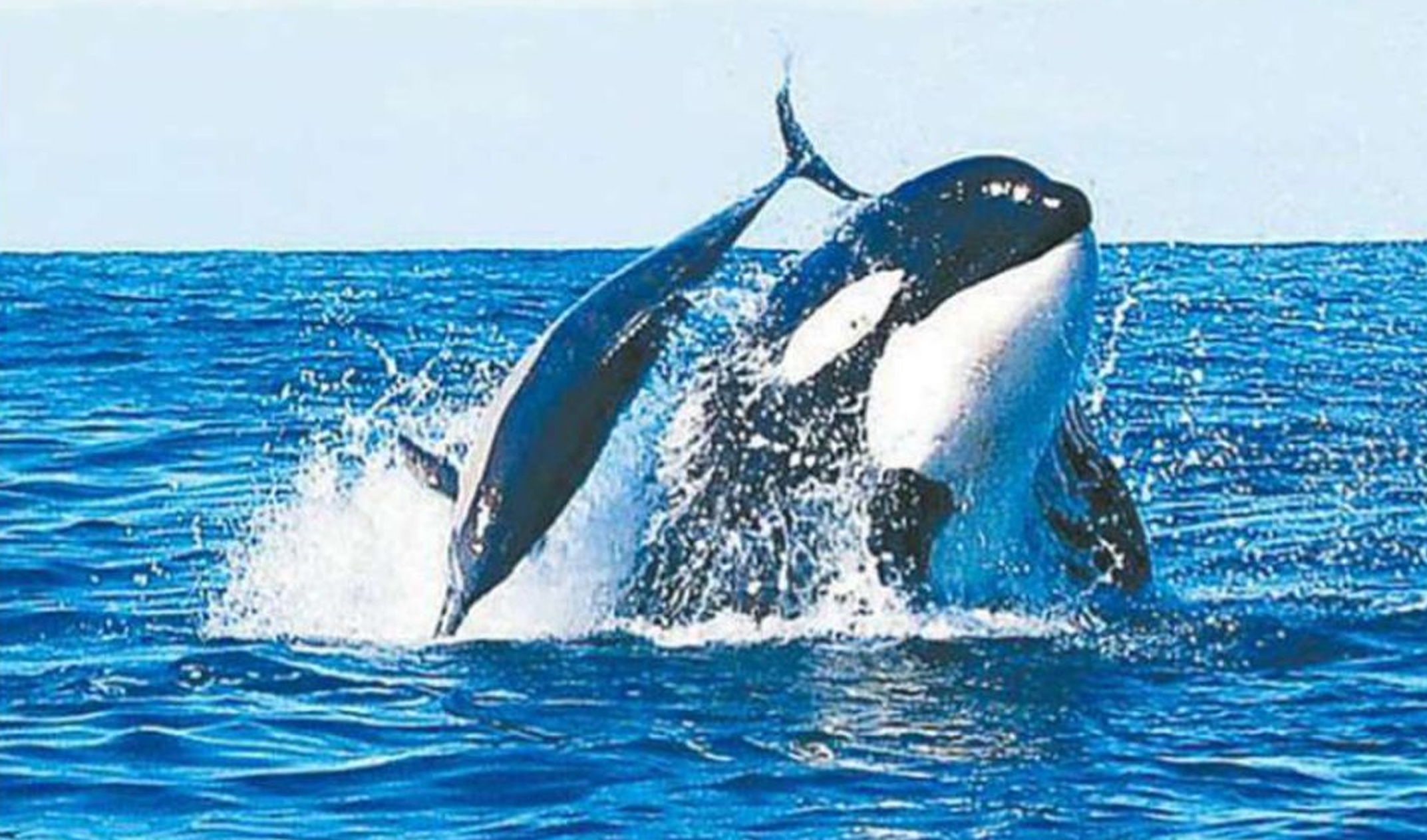 всемирный день защиты морских млекопитающих