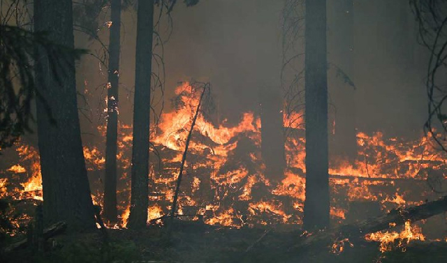 В России ввели штраф за нарушение режима «ЧС в лесах, возникшей вследствие лесных пожаров»