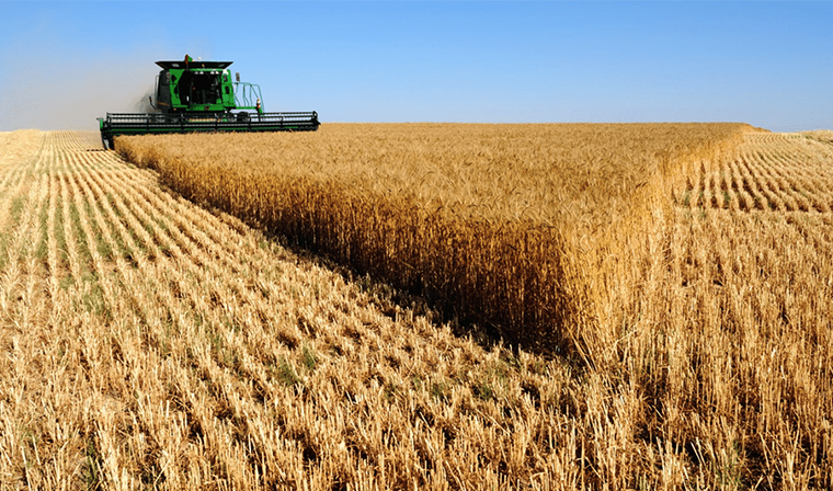 Россия возобновила поставки пшеницы в Бразилию