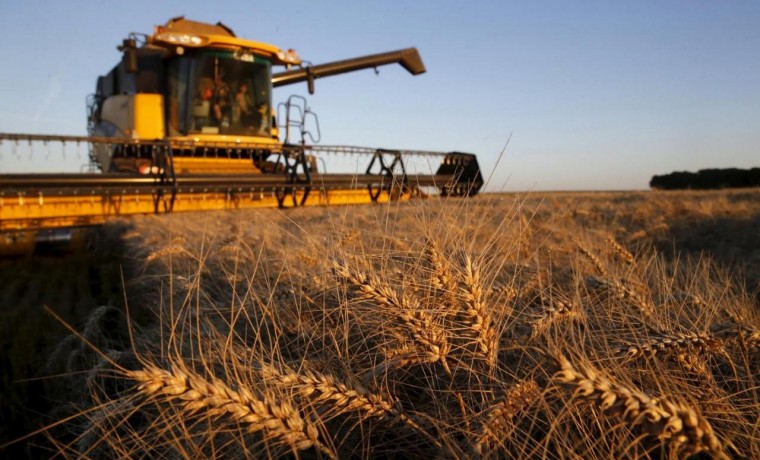 В 2020 году валовый сбор зерна в ЧР составил более 450 000 тонн