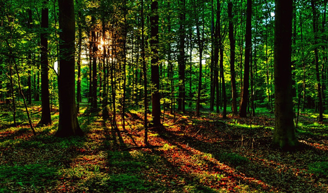 В Чеченской Республике подвели итоги экологического проекта &quot;Чистый Лес&quot; 