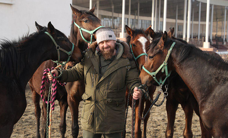 Рамзан Кадыров сообщил о выведении в Чечне новой породы лошадей