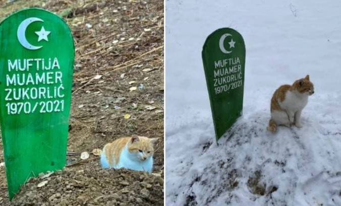 В Сербии верный кот не покидает могилу своего хозяина после его смерти -  Общество