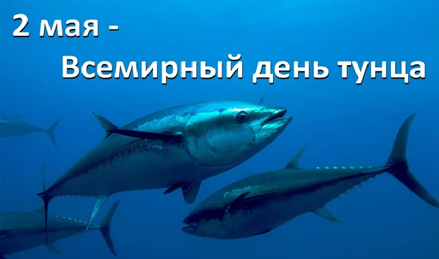 2 мая - Всемирный день тунца