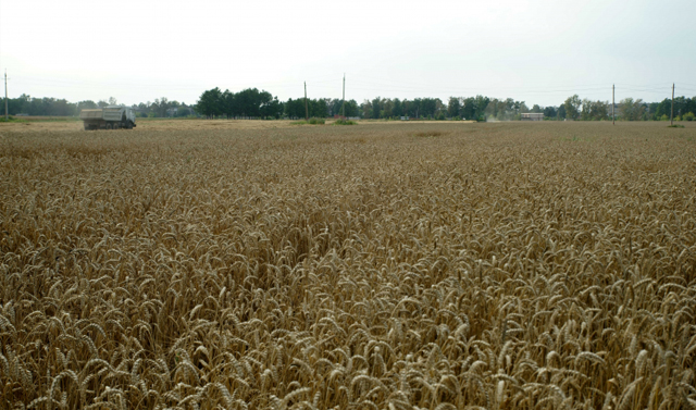 В Наурском и Шелковском районе увеличат площадь сельхозугодий