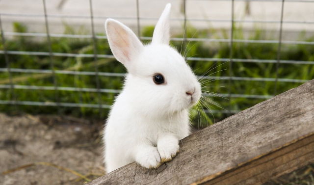 В Аргуне открылась ферма по производству халяльной крольчатины