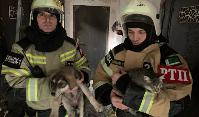 В Грозном при пожаре сотрудники МЧС спасли более 170 кошек и собак
