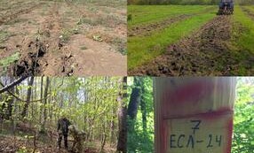 В Чеченской Республике завершился весенний лесокультурный сезон
