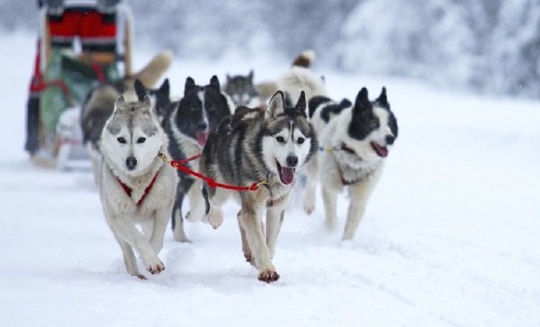 В горах Чечни планируется провести чемпионат по гонкам на собачьих упряжках