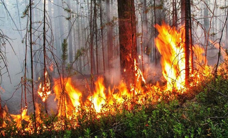 Спасатели рассказали, что делать при пожаре в лесу