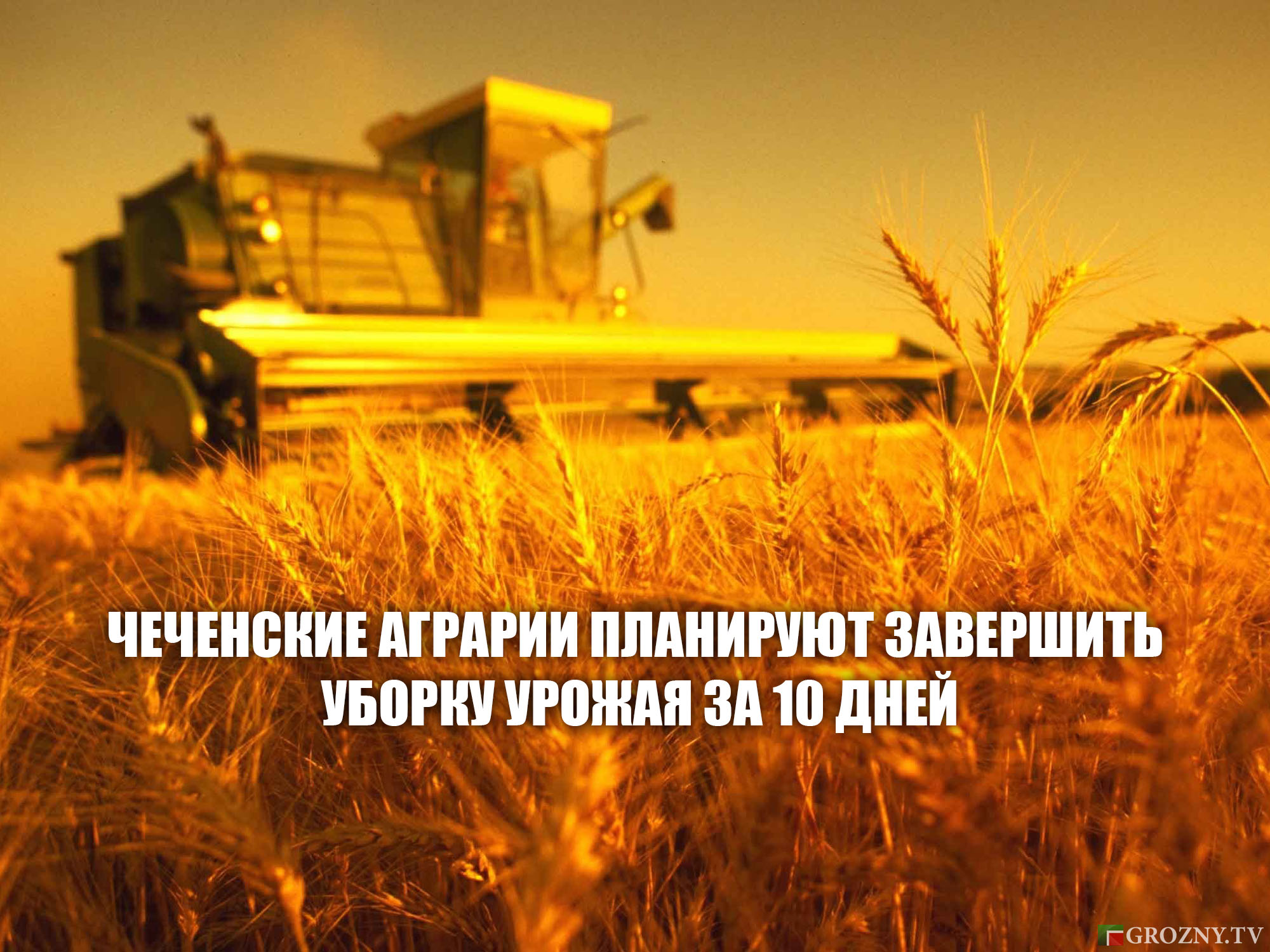 Чеченские аграрии планируют завершить уборку урожая за 10 дней