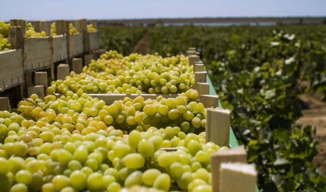 Виноградари Чечни планируют в 2019 году собрать более 1,5 тыс. тонн винограда