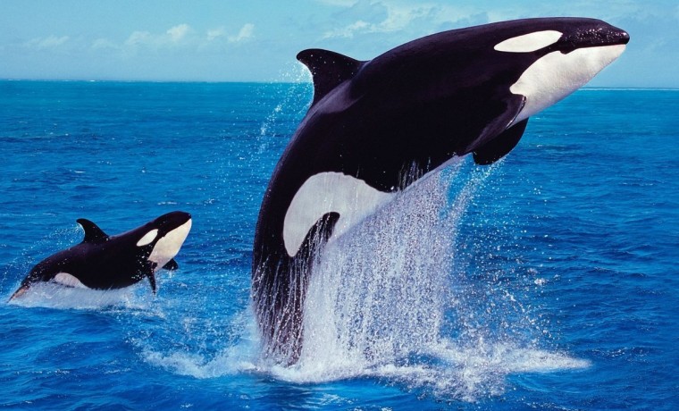 С 1 сентября 2024 года запретят ловить китов, дельфинов и косаток в угоду культуре
