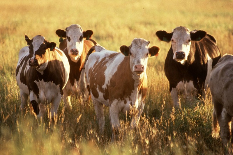 4 региона СКФО получат субсидии на развитие животноводства в 2016 году